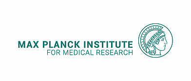 Linked logo of the Max Planck Institute for Medical Research